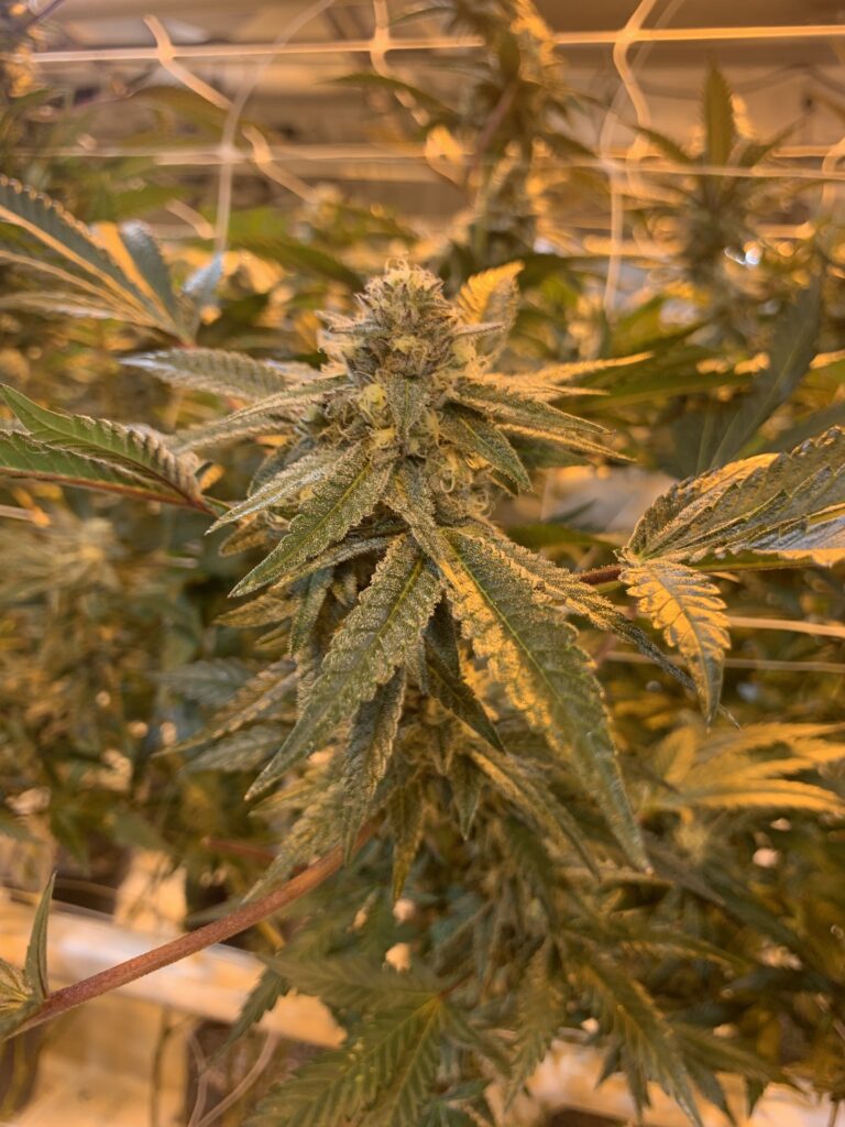 From Jordan’s first grow tour