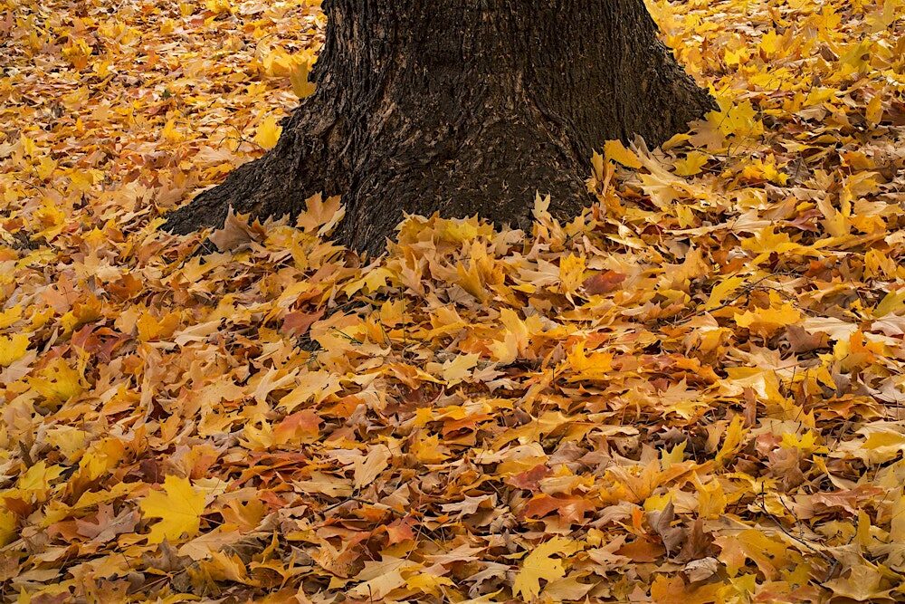 November in Central NJ